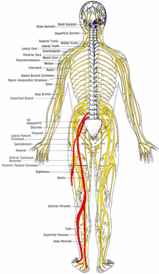 leg-pain-during-pregnancy-sciatica-varicose-veins.gif