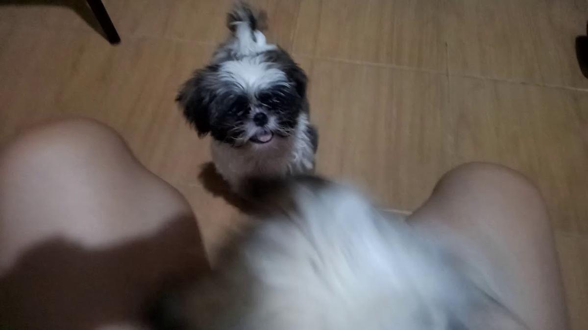 'Video thumbnail for [Chummy and Lala] How to make your Shih Tzu puppies, Sit or not Sit. :)'