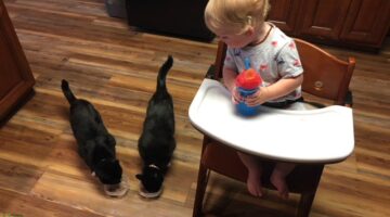 Feeding our cats as baby watches from his Keekaroo